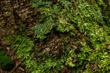 Moss growing in the summer forest. Rural. 