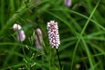 Wild flower. A bistort flower growing on a summer meadow. 
