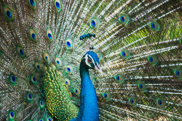 Obraz premium Portrait of beautiful peacocks are spread tail-feathers.