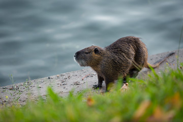 beaver