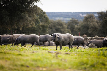 Iberian pig herd pasturing in a green meadow.
