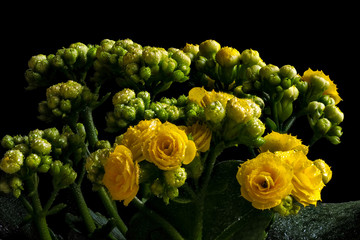 Yellow flowers and buds with droplets