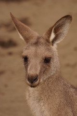 オオカンガルー