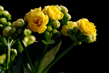 Yellow flowers and buds