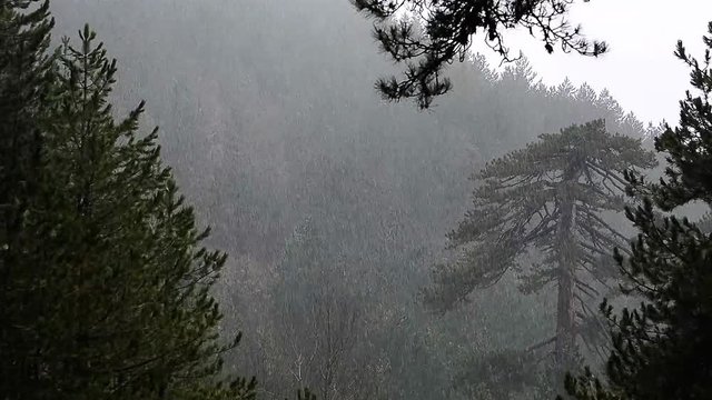 Ormana Yağan Kar Taneleri