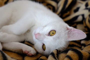 gatto bianco sdraiato