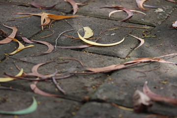 The Leaves are Falling