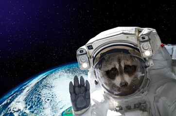 Portrait of a raccoon astronaut in space on background of the globe. Elements of this image...