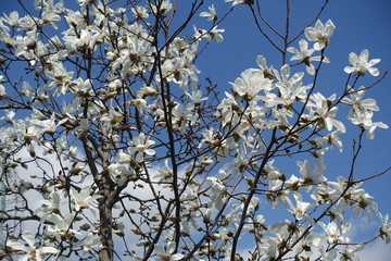 コブシの花