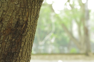 Fototapeta premium Batang Pohon (Tree Trunks)