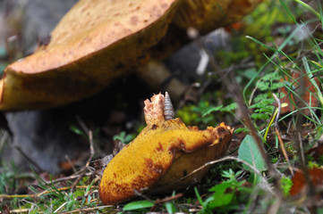 Small snail shell on a edible mushroom