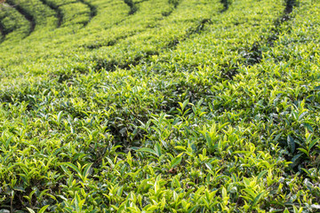 Tea plantation, Devikolam, Munnar