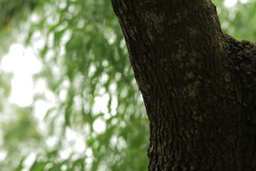 Obraz premium Batang Pohon (Tree Trunks)