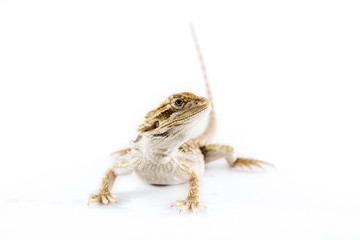 Pogona vitticeps