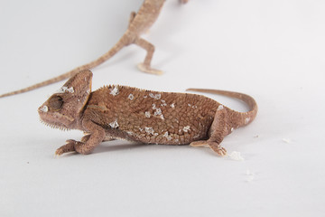 Chamaleo caliptratus, veiled chameleon
