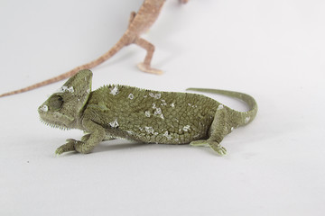 Chamaleo calptratus, veiled chameleon