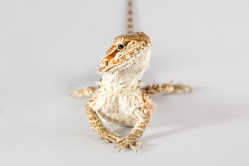 Pogona vitticeps