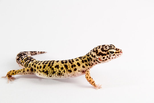 Geco leopardino