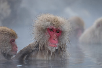 温泉とお猿