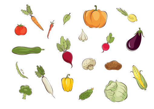 Collection pictures -- vegetables / Set graphic vector illustrations with different vegetables