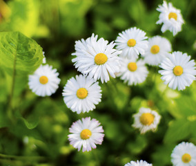 Fototapeta premium Flowers grow in a summer garden