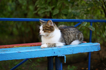 The cat is lying on the bench.