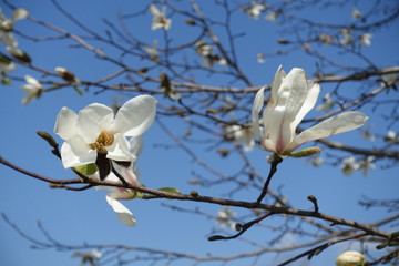 コブシの花