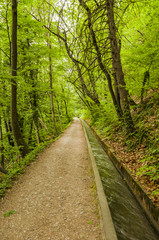 Fototapeta premium Marling, Dorf, Waalweg, Wanderweg, Marlinger Waalweg, Wald, Waldweg, Frühling, Frühlingsspaziergang, Vinschgau, Südtirol, Italien