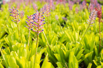 Aechmea gamosepala, Bromeliad in a nursery, blossom flower