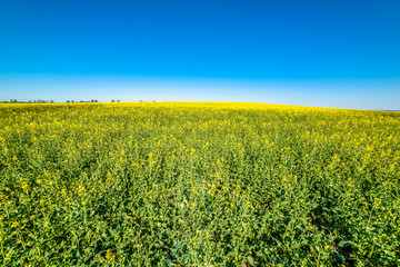Yellow rape field in spring, wallpaper. Landscape of farmlands in Poland.