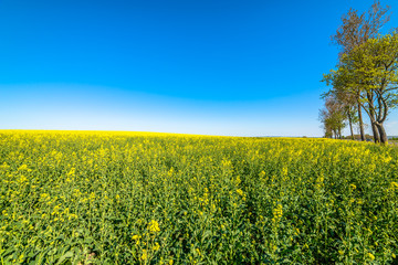 Yellow rape field in spring, wallpaper. Landscape of farmlands in Poland.