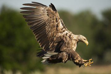 white-tailed sea-eagle