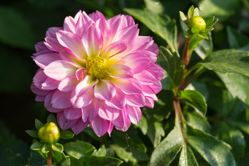 Pink Dahlia flower