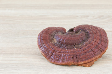 Ganoderma Lucidum Mushroom on wood background