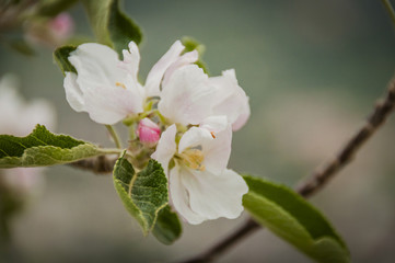 Algund, Meran, Stadt, Dorf, Vinschgau, Apfelblüte, Apfelbaum, Obstbäume, Obstbauer, Frühling, Wanderweg, Frühlingswanderung, Südtirol, Italien