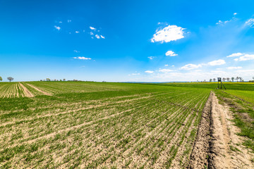 Fototapeta na wymiar Green field landscape, blue sky on the horizon