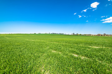 Green field landscape, blue sky on the horizon