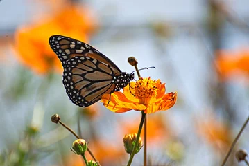 Crédence de cuisine en verre imprimé Papillon Beautiful butterfly on an orange flowers and a colorful background
