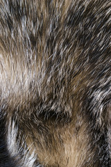 Texture of furs badger wild