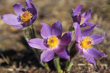 The first flowers of spring - crocuses - in a forest glade