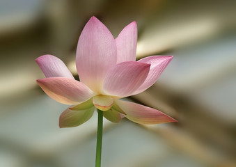 Obraz na płótnie Canvas Pink Lotus in the Botanical garden orangery