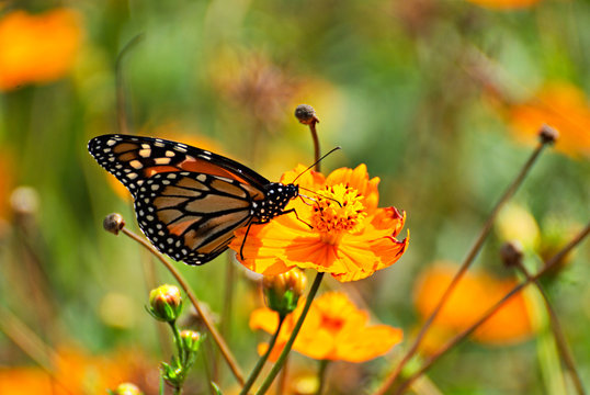 Beautiful butterfly on an orange flowers and a colorful background