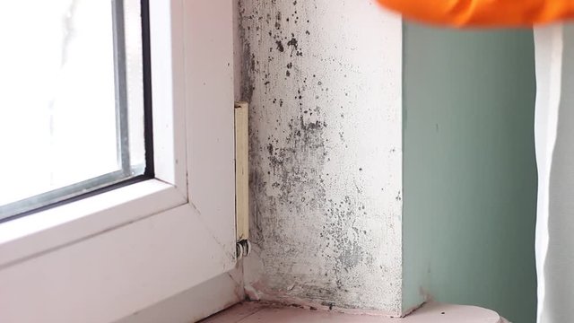 Black mold growth in building. Mold Removal
