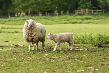 Mother ewe sheep with lamb