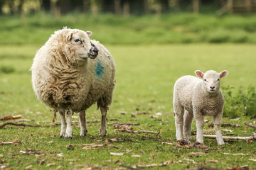 Naklejka premium Mother ewe sheep with lamb