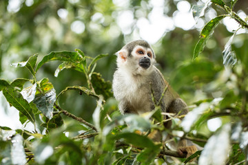 Scimmia scoiattolo nella foresta amazzonica dell'Ecuador