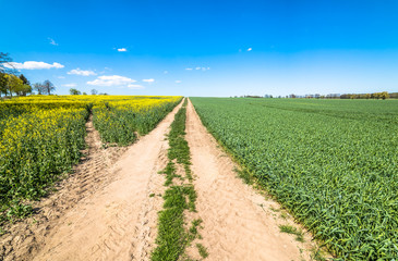 Fototapeta na wymiar Dirt road through field of rapeseed and cereal, landscape