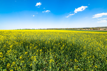 Obraz premium Blooming field of canola landscape, blue sky on the horizon