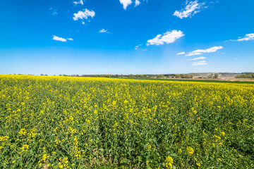 Obraz premium Blooming field of colza, blue sky on the horizon