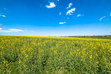 Fototapeta premium Blooming rapeseed field landscape, blue sky on the horizon
